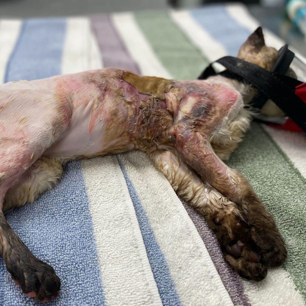 A burnt kitten lies on a blanket 1024x1024