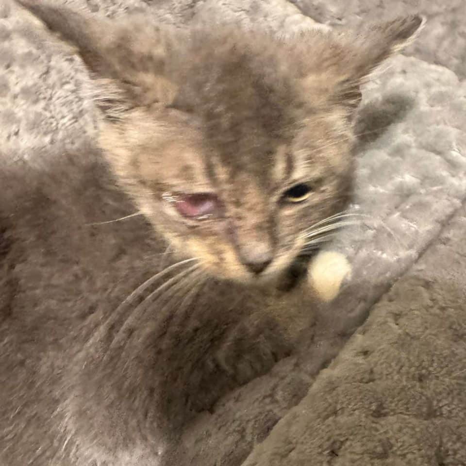 A kitten without an eye lies on a brown rug 960x960