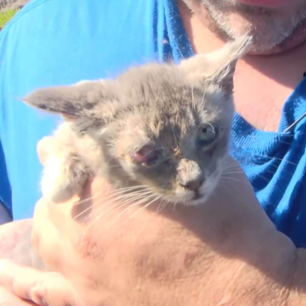 A man holds a kitten with one eye missing in his hands 1024x1024