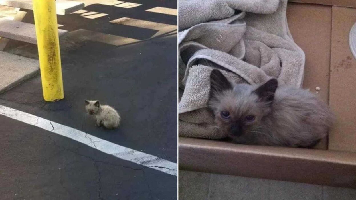 Kind Hearted Woman Rescues A Lost Kitten Transforming His Life Forever