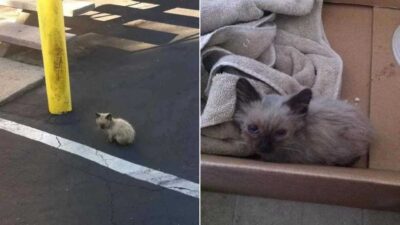 Kind Hearted Woman Rescues A Lost Kitten Transforming His Life Forever