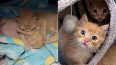 Orphaned Kittens Capture Hearts in Their New Foster Home, Even Winning Over the Dog!