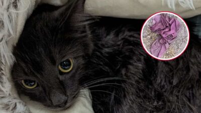 Orphaned Cat Rescued From Pillowcase Dumped In Rainstorm In New York
