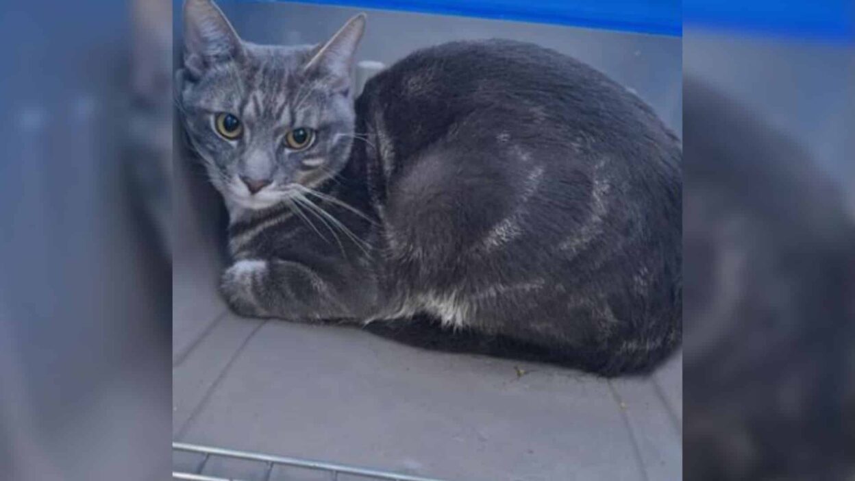Abandoned Cat Shivers on Brooklyn Sidewalk Until Rescued