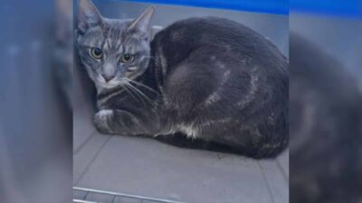 Abandoned Cat Shivers on Brooklyn Sidewalk Until Rescued