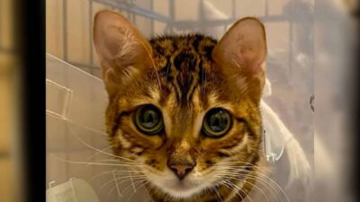 A Bengal kitten left in a box on a Seattle street overcomes a rare illness thanks to a loving foster mom.