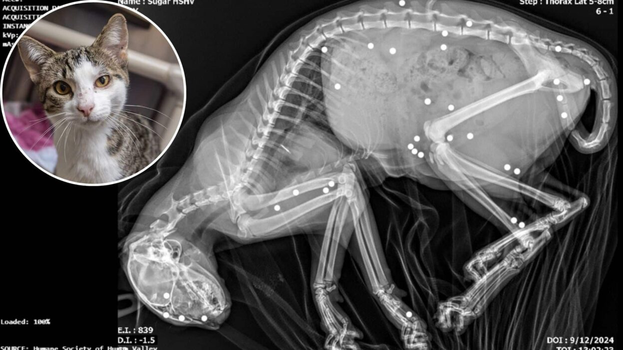 Abandoned Kitten Shot 35 Times: Used As Target Practice