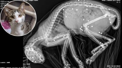 Abandoned Kitten Shot 35 Times: Used As Target Practice
