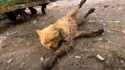 From Roadside Despair to Hope: The Incredible Recovery of Ozzy the Cat