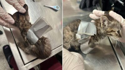Duct Taped Kitten Among 38 Animals Rescued From Horrific Conditions in Pennsylvania