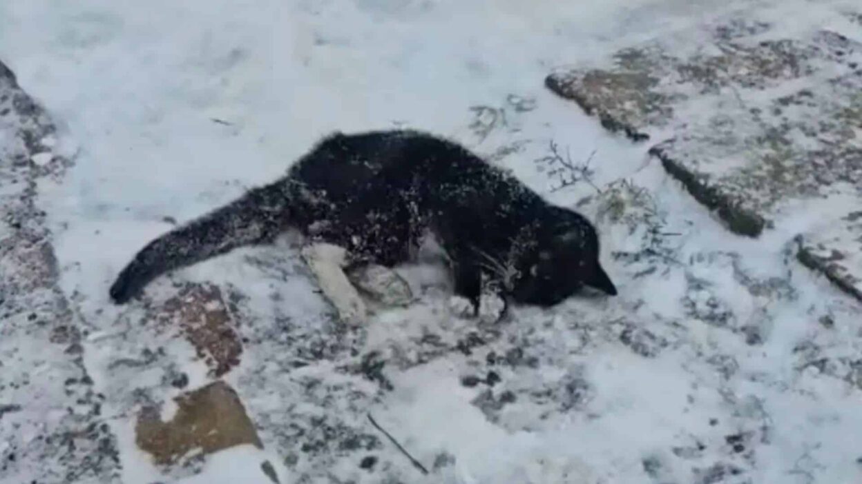 Nearly Frozen Cat Drags Herself Through Snow in Pennsylvania, Hoping for a Miracle