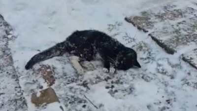 Nearly Frozen Cat Drags Herself Through Snow in Pennsylvania, Hoping for a Miracle