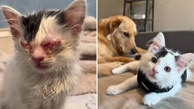 South Carolina Kitten Overcomes Painful Eye Infection and Finds a Family in Two Dogs