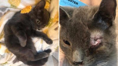Abused Kitten Suffers But Purrs Through It All to Embrace the Love He Deserves