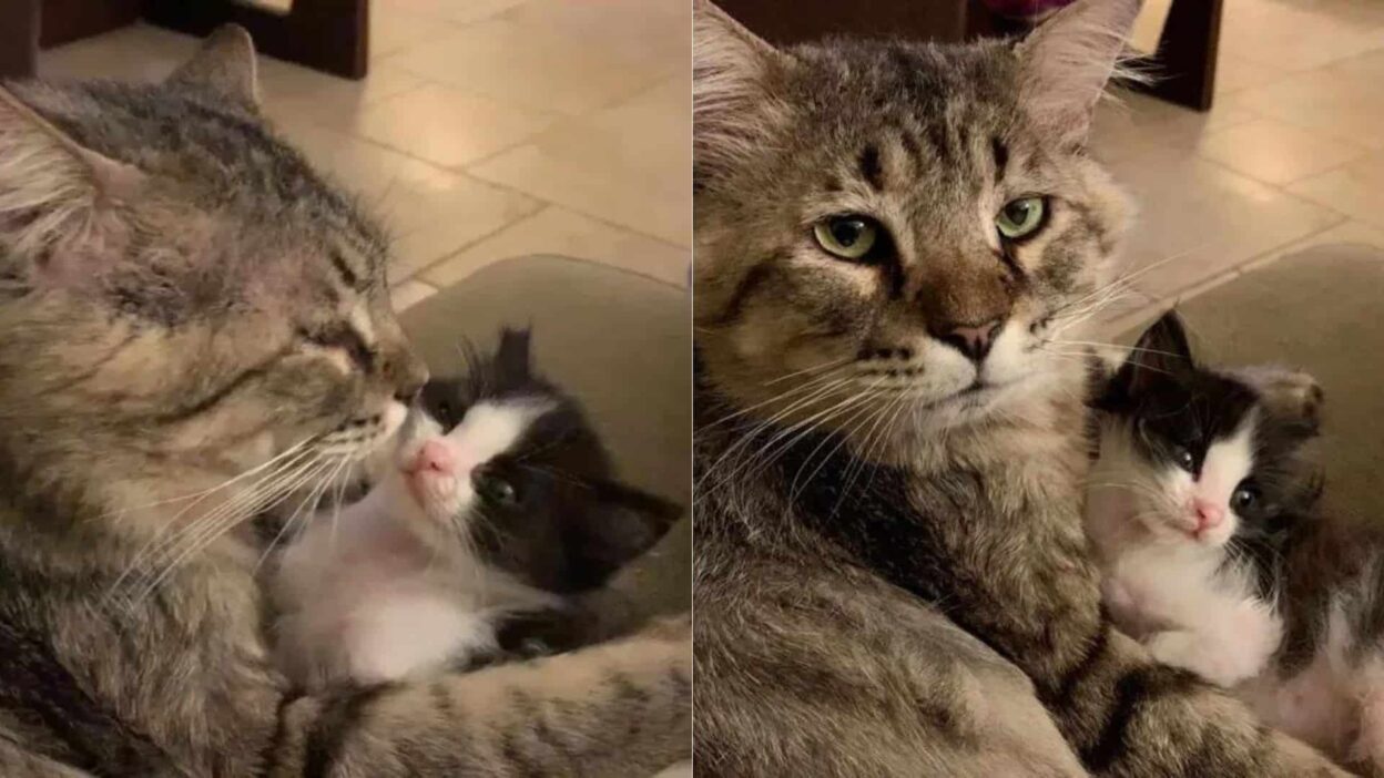 Formerly Homeless Senior Cat Embraces His Role As Protector And Mentor To Orphaned Kittens