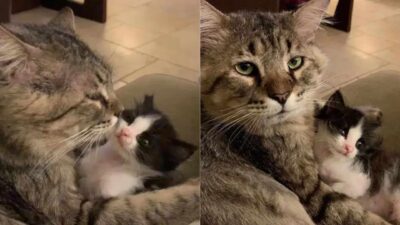 Formerly Homeless Senior Cat Embraces His Role As Protector And Mentor To Orphaned Kittens