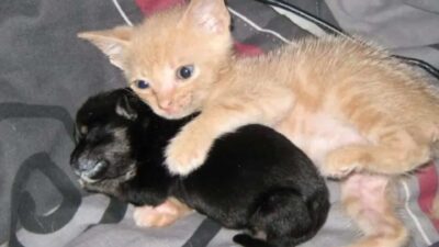 Abandoned Kitten And Orphaned Puppy Discover Comfort And Love In Each Other’s Arms
