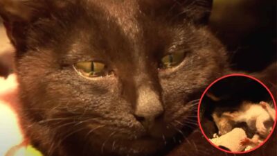 Heartbroken Mama Cat Embraces An Abandoned Kitten While Tears Fill Her Eyes
