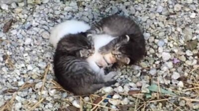 Two Tabby Kittens Cuddle Their Shivering Sister to Keep Her Safe and Warm