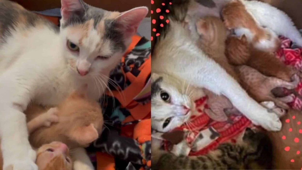 Young Mama Cat Hears Cries of Orphaned Kittens and Adopts Them All