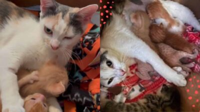 Young Mama Cat Hears Cries of Orphaned Kittens and Adopts Them All