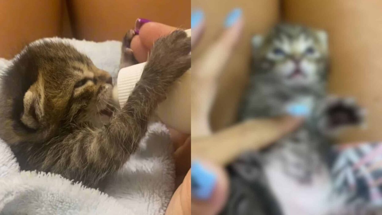 Two Newborn Kittens Discovered Beside Their Lifeless Mother in a Parking Lot