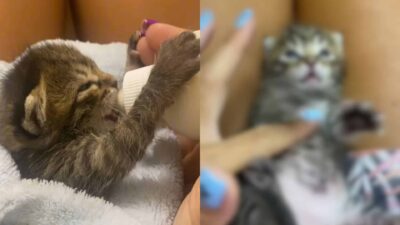Two Newborn Kittens Discovered Beside Their Lifeless Mother in a Parking Lot