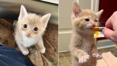 Orphaned Kitten Covered in Fleas Survives Days Without Food or Water