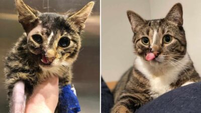 Brave Cat Missing Half His Face Finds Love and a Forever Home