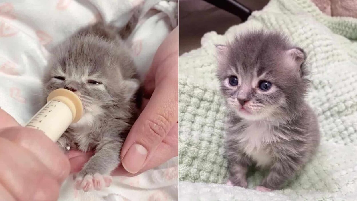 Orphaned Kitten in California Finds Forever Home and Blossoms Into Pure Joy