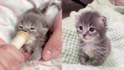 Orphaned Kitten in California Finds Forever Home and Blossoms Into Pure Joy