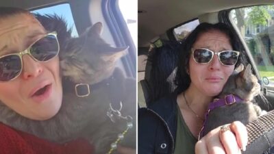 Cat Jumps Into Woman's Car and Refuses to Leave, Changing Her Life Forever