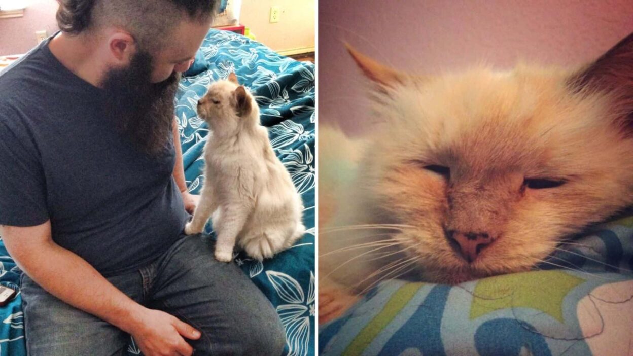 Abandoned At 17, Texas Cat Finally Finds The Love She Deserves In Her Golden Years