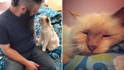 Abandoned At 17, Texas Cat Finally Finds The Love She Deserves In Her Golden Years