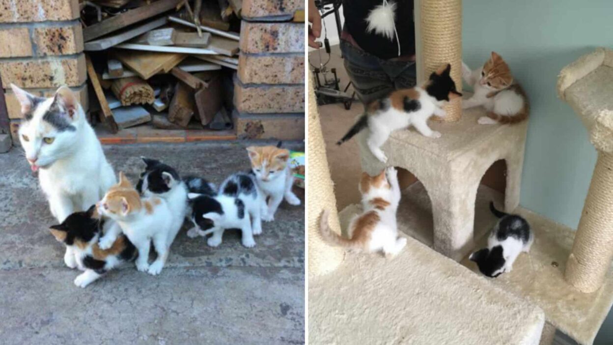Brave Mama Cat Faces Starvation Yet Puts Her Kitten’s Needs Above Her Own
