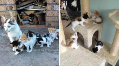 Brave Mama Cat Faces Starvation Yet Puts Her Kitten’s Needs Above Her Own