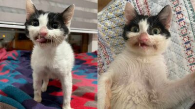 This Sweet Rescue Cat Has the Perfect Name to Match Her Adorable Grin