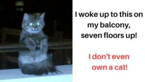 20 Hilarious “I Don’t Own a Cat” Moments That Will Leave You Laughing