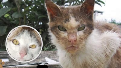 Owners' Cold Response On Abandoned Cat in Terrible Shape