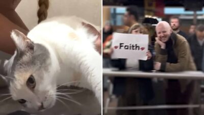 This Paralyzed Cat Faced Euthanasia, Now She's Flying 1,000 Miles To A New Life