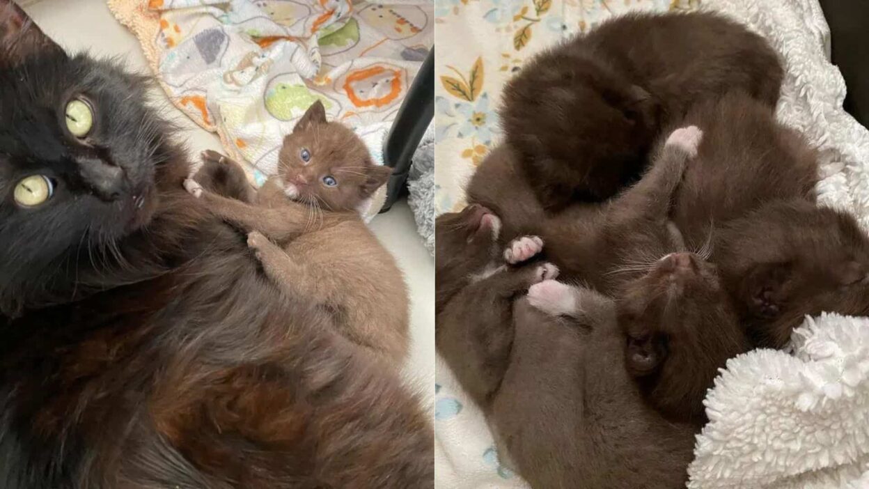 California Rescuers Stunned by Rare Chocolate Colored Kittens