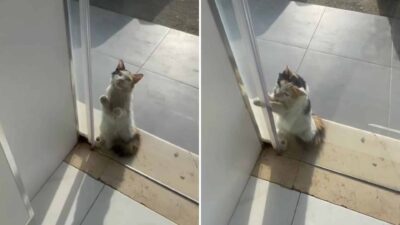Storekeeper Steps In to Save Cat Desperately Fleeing the Scorching Heat
