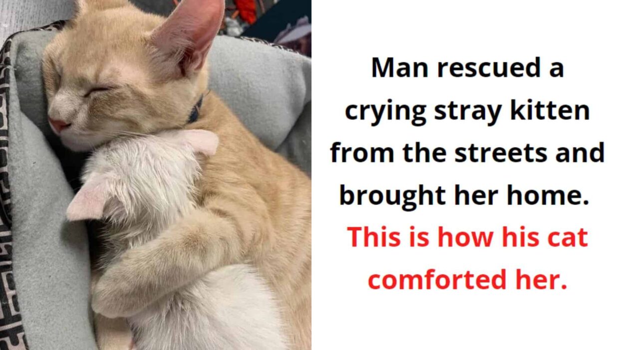 Precious Moments Showing Cats Are Better Than Humans In Every Way