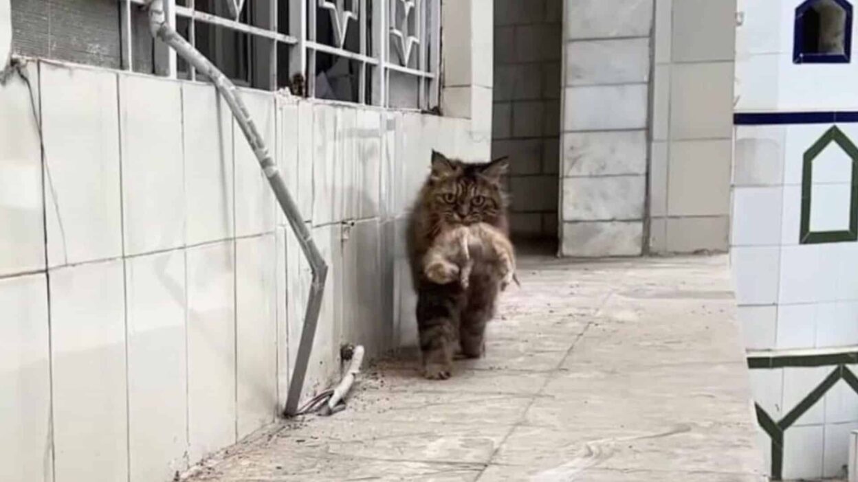 Desperate Mother Cat Brings Her Sick Kittens to a Man She Trusts