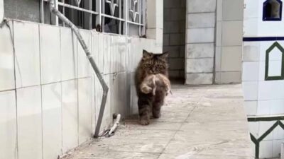 Desperate Mother Cat Brings Her Sick Kittens to a Man She Trusts