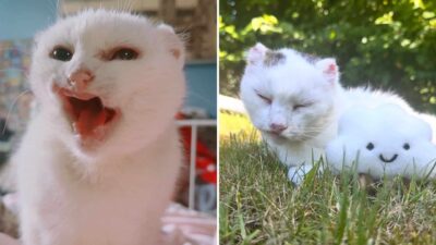 This Rescue Kitty Has No Ears, Lips, Or Teeth—But Her Spirit Shines Bright
