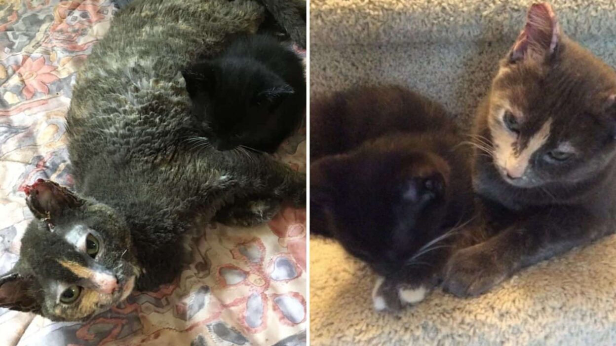 Brave Mama Cat Puts It All On The Line To Rescue Her Kitten From A Burning Building