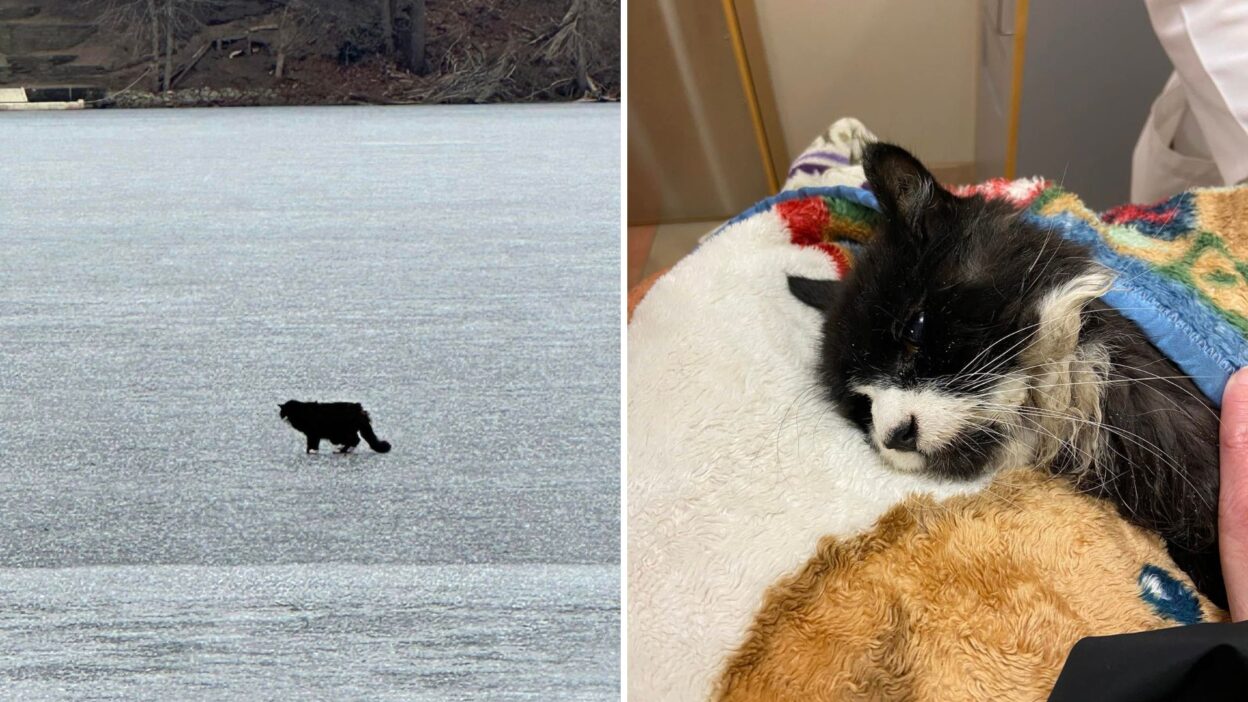 Blind Senior Cat Rescued From Icy Lake Moments Before Tragedy