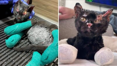 Burned Kitten Survives Fire, Loses Leg, and Finds Love in California
