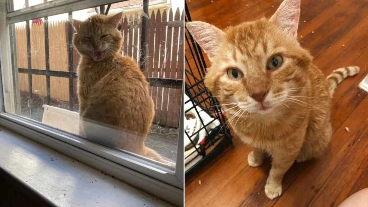 Injured Cat Begs for Help on Brooklyn Windowsill